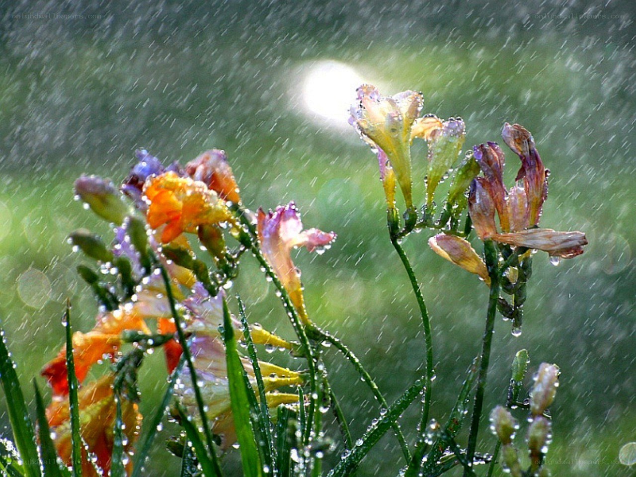 flowers in the rain