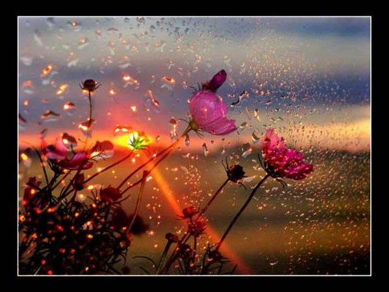 Flowers in the rain at sunset