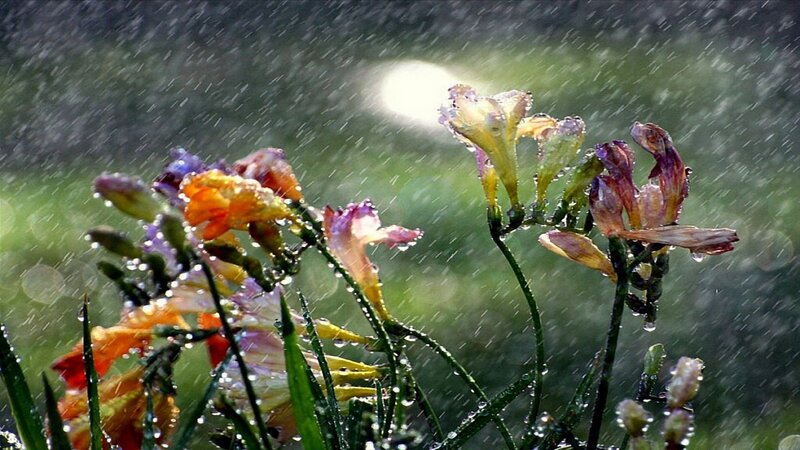 flowers in the rain