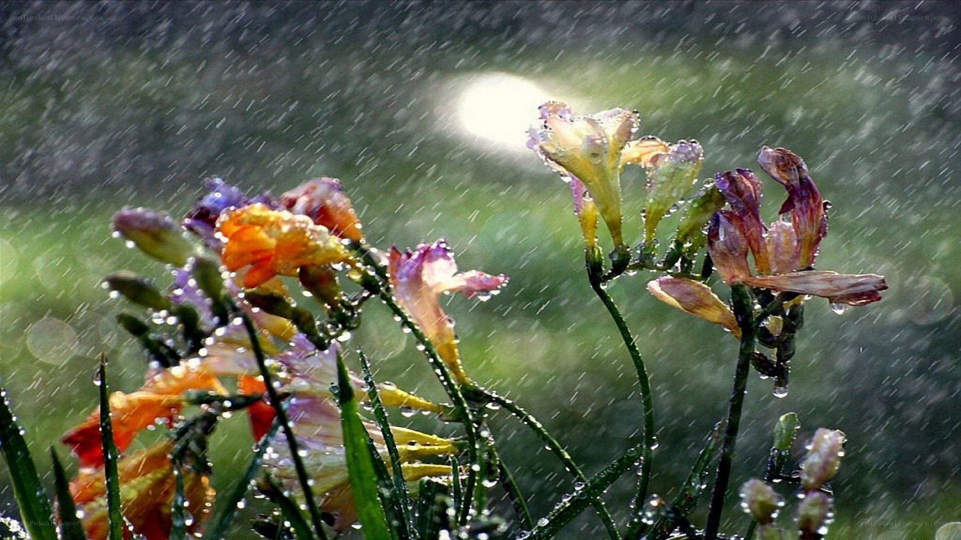 flowers in the rain