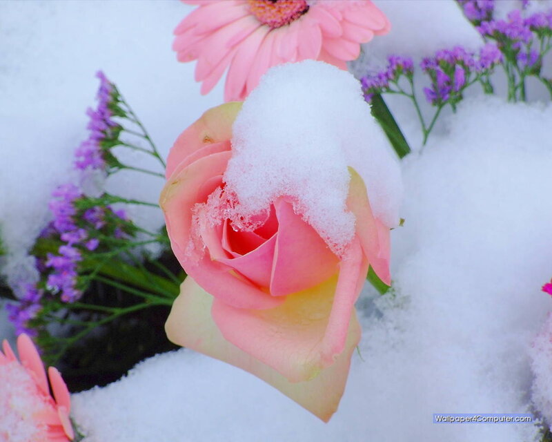 flowers in the snow
