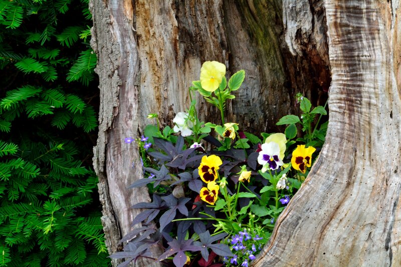 Flowers in Tree Hollow