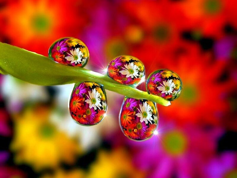 Flowers in water droplets