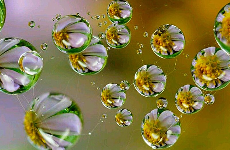 Flowers in Water Droplets — Green