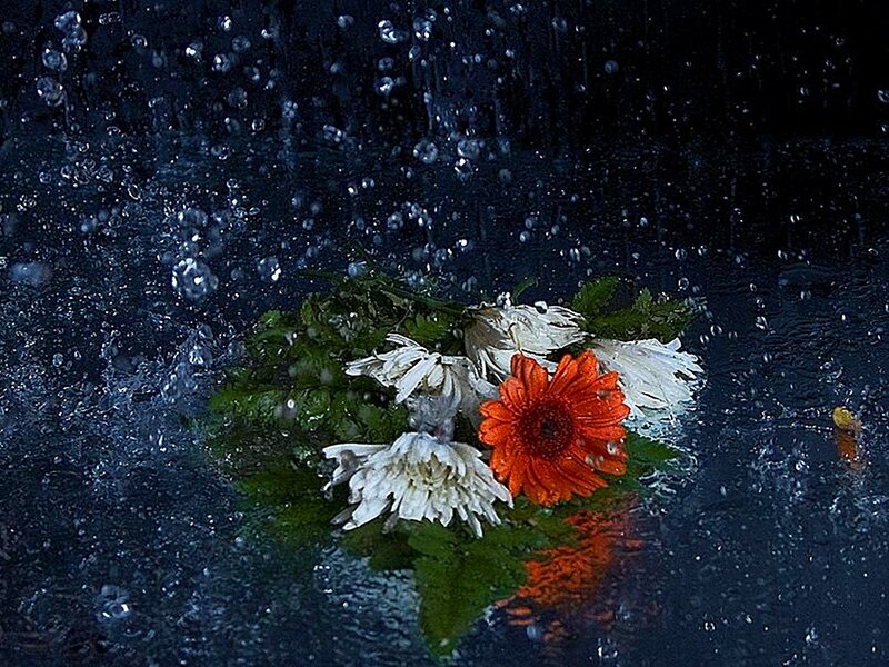 Flowers in Water — Orange