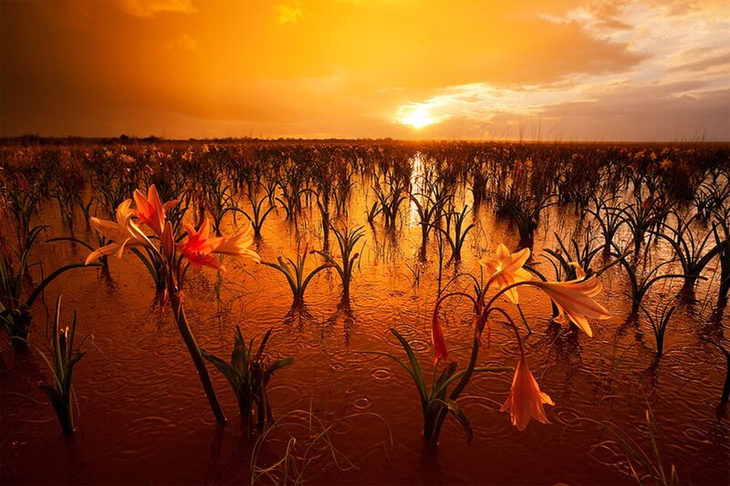 Flowers in Wetland