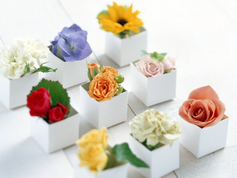 Flowers in White Boxes — Calm