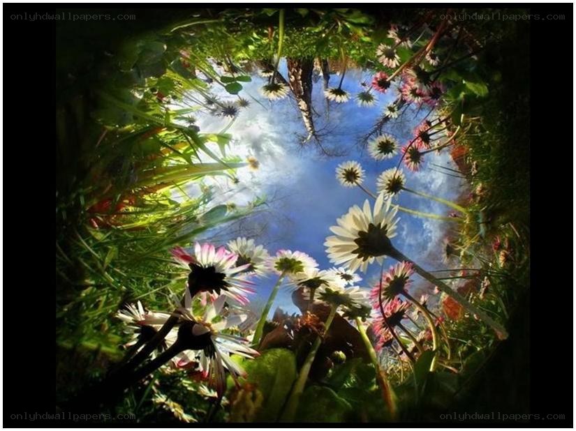 flowers looking up at the sky