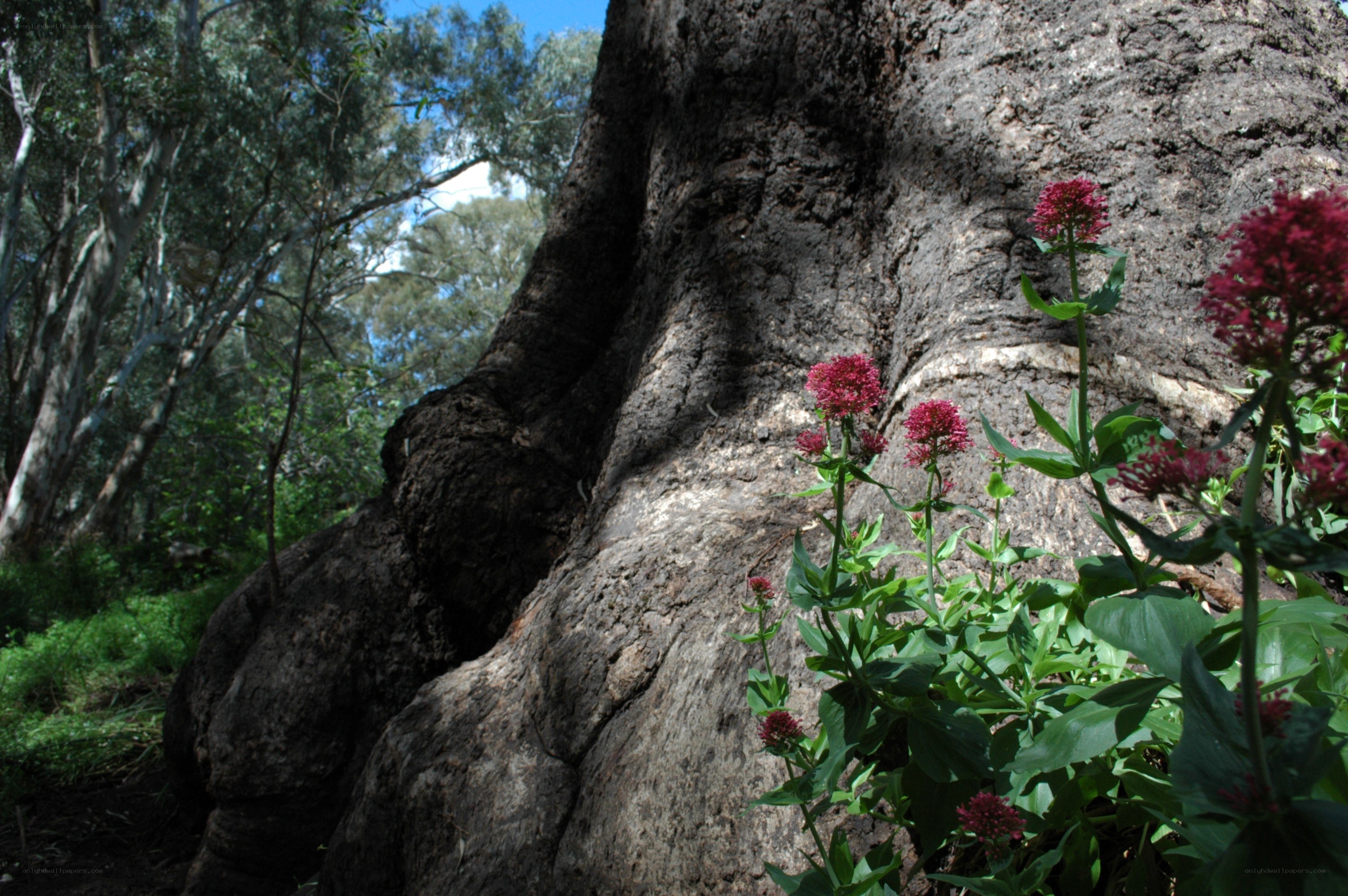 Flowers near a tree trunk