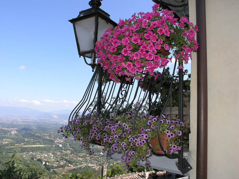 Flowers on a balcony overlooking a valley
