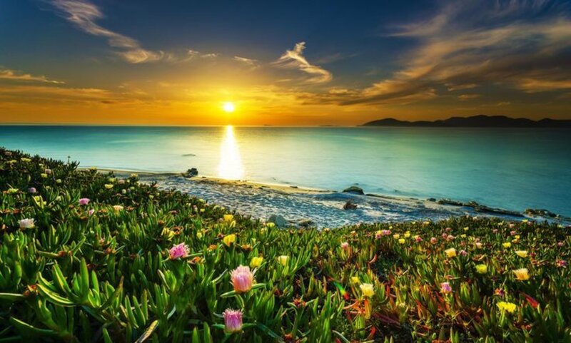 Flowers on a Beach — Green