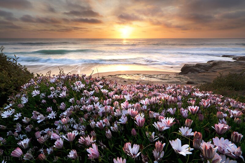 Flowers on a Beach — Pink