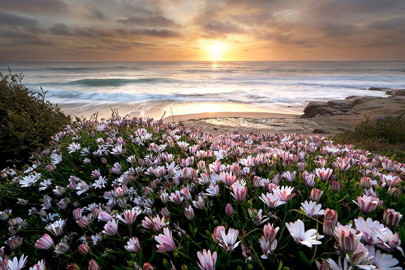 Flowers on a Beach