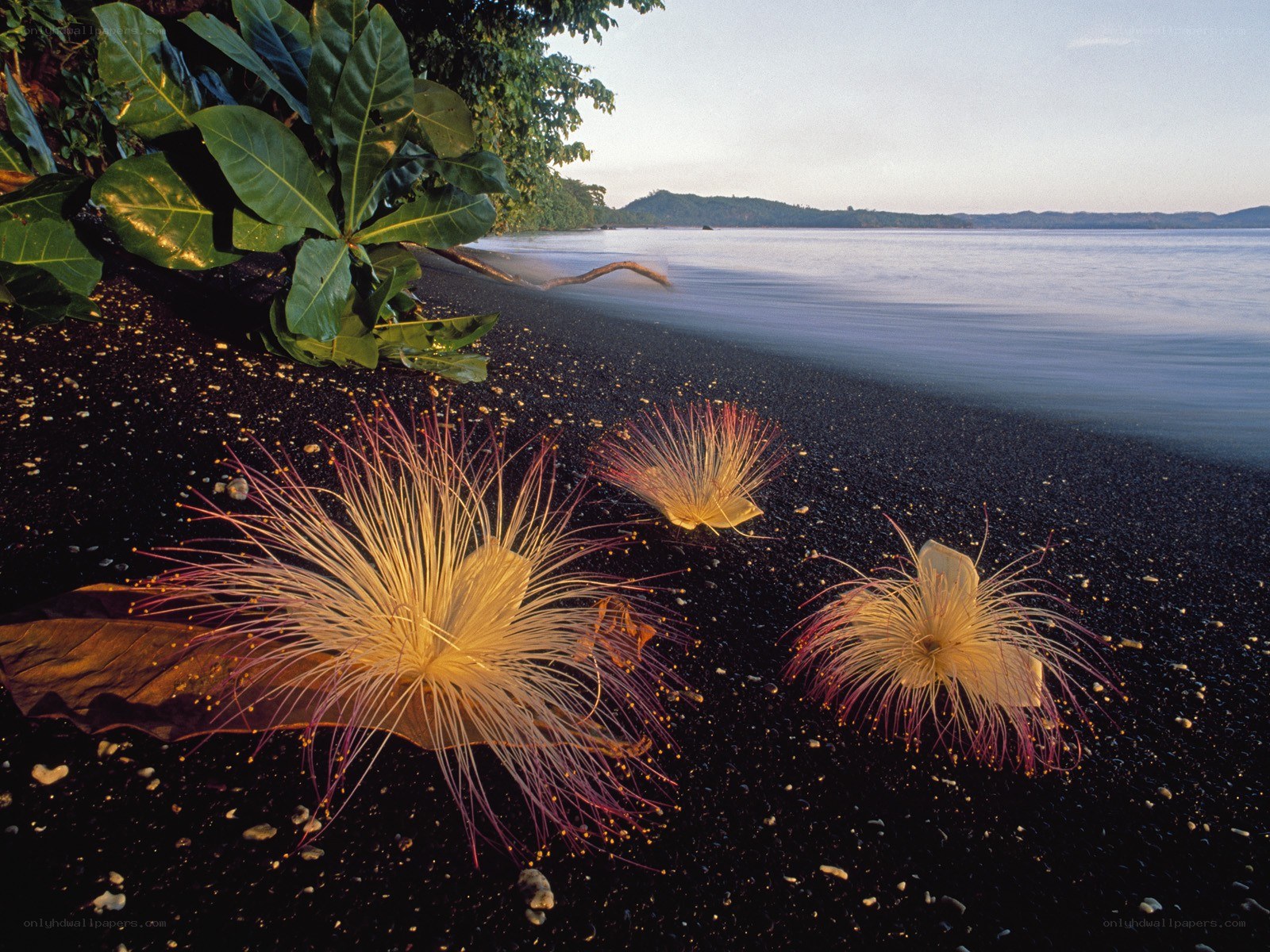 Flowers on a black sand beach