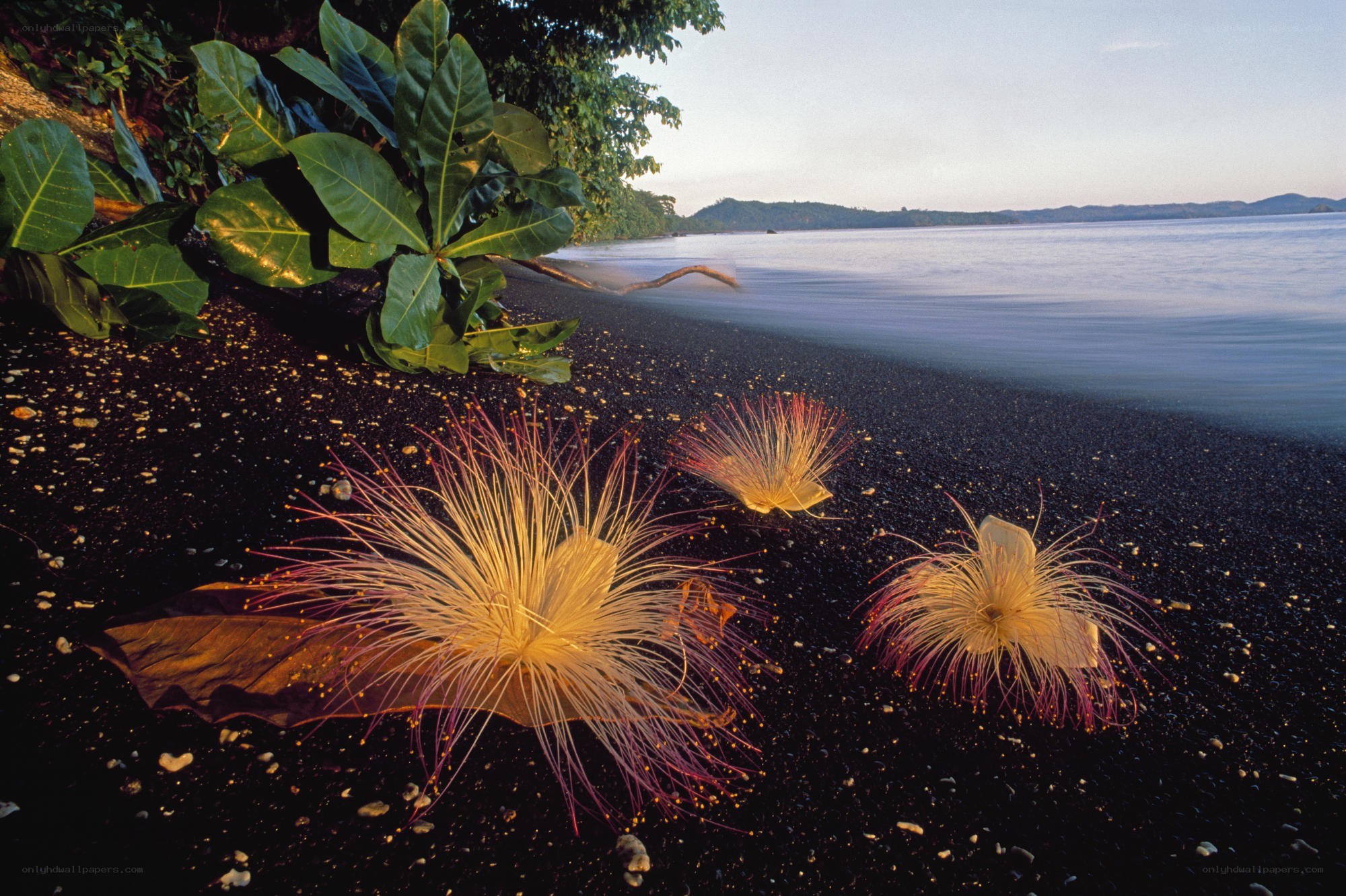 Flowers on a black sand beach