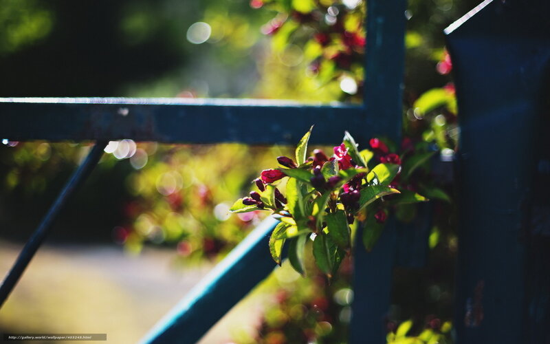 Flowers on a blue gate