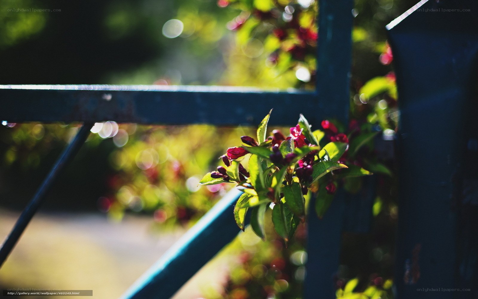 Flowers on a blue gate
