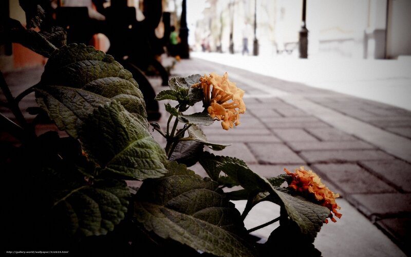 Flowers on a city sidewalk