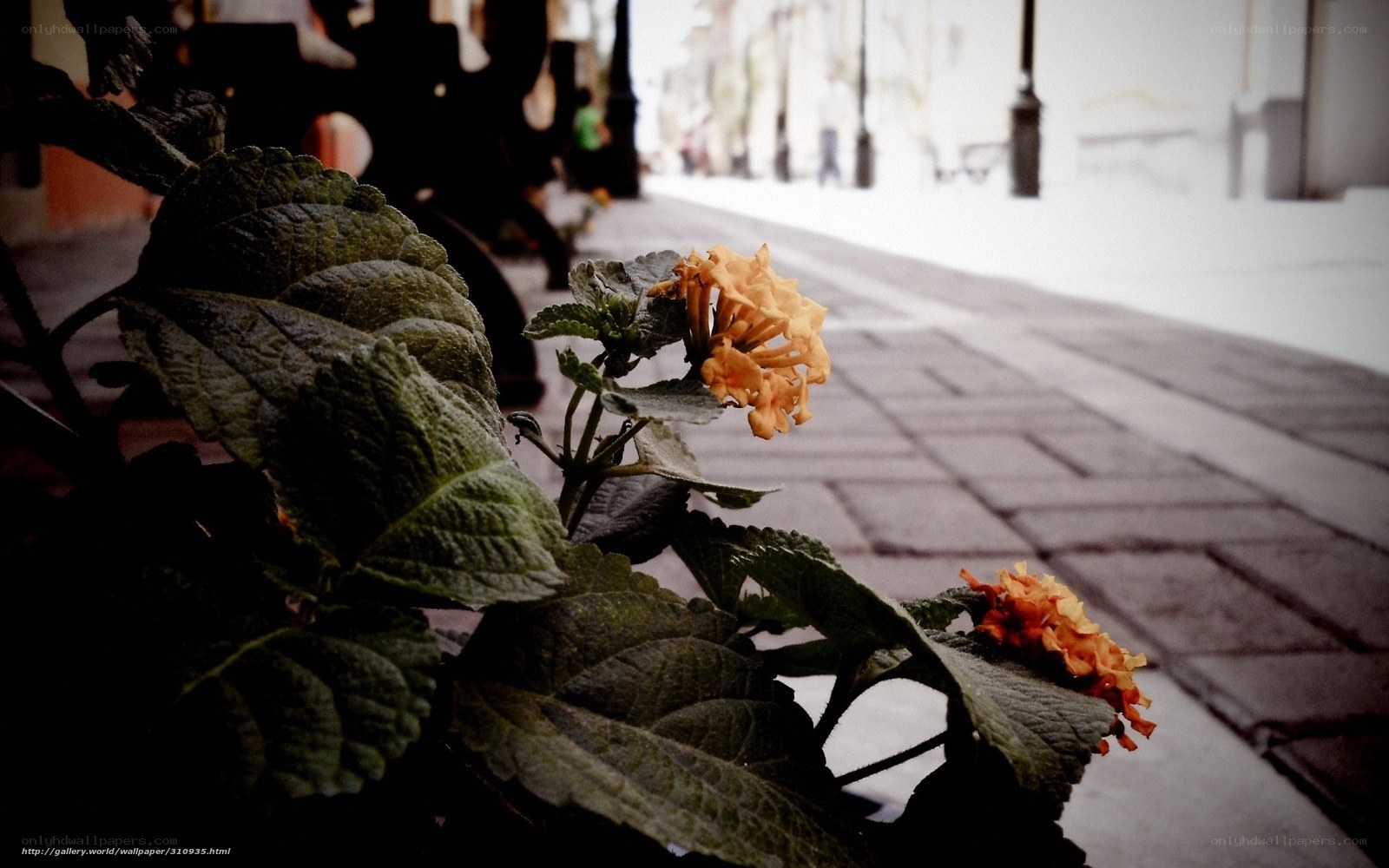 Flowers on a city sidewalk