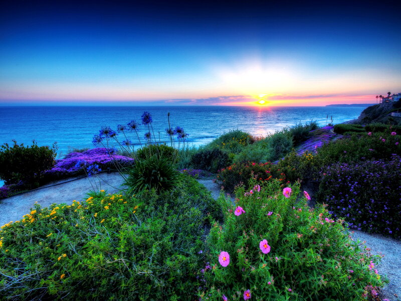 Flowers on a Cliff — Blue, Serene, Sunset