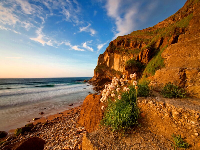 Flowers on a Cliff — Blue, Serene