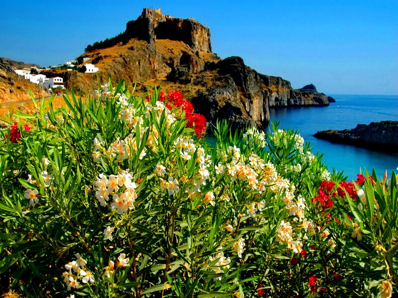 Flowers on a Cliff — Blue