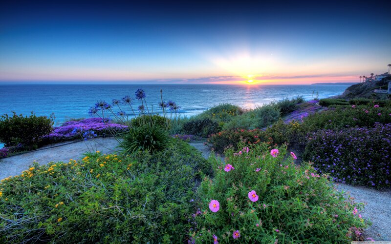Flowers on a Cliff — Purple