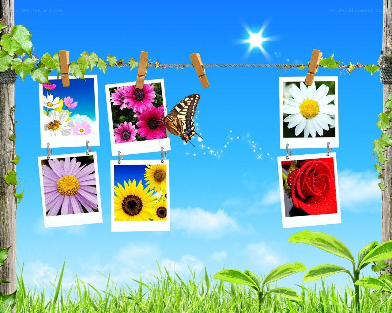 Flowers on a clothesline