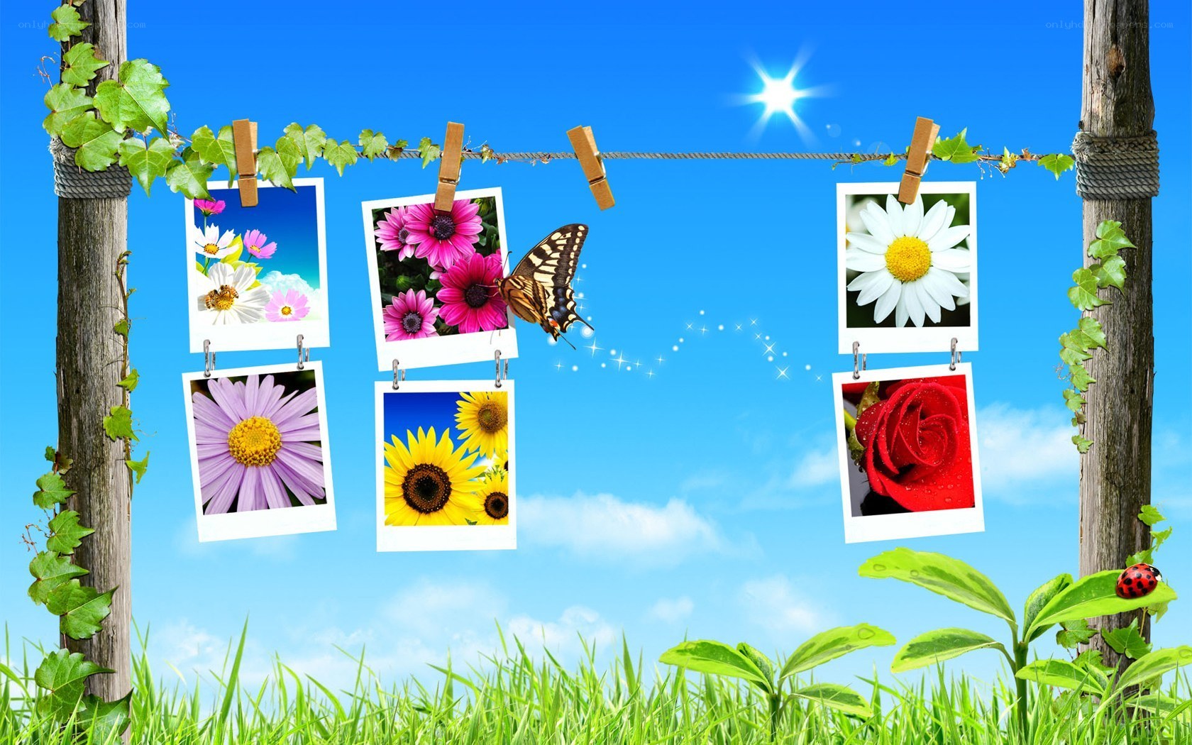 Flowers on a clothesline