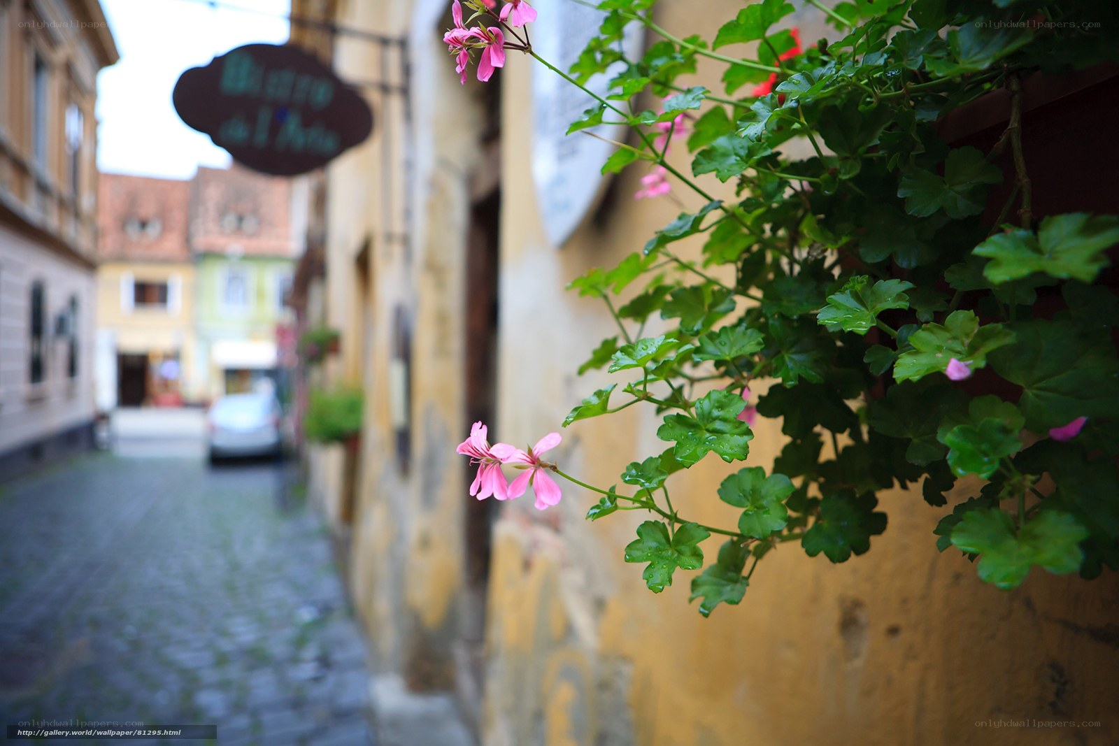 Flowers on a cobblestone street