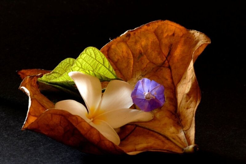 Flowers on a dried leaf
