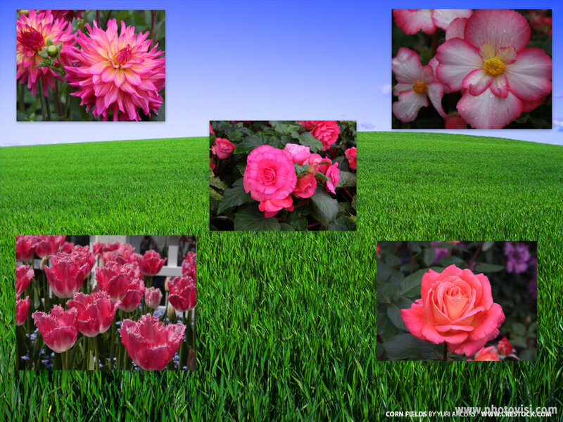 Flowers on a green field