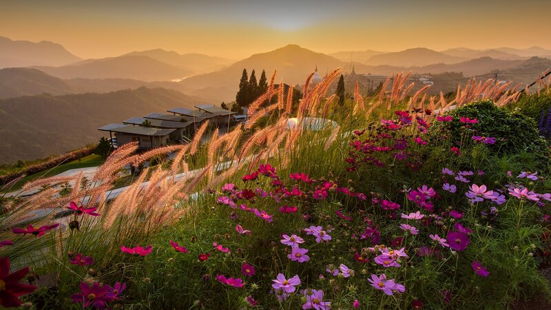 Flowers on a Hillside