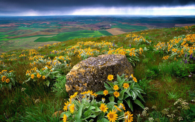 Flowers on a hillside under stormy sky