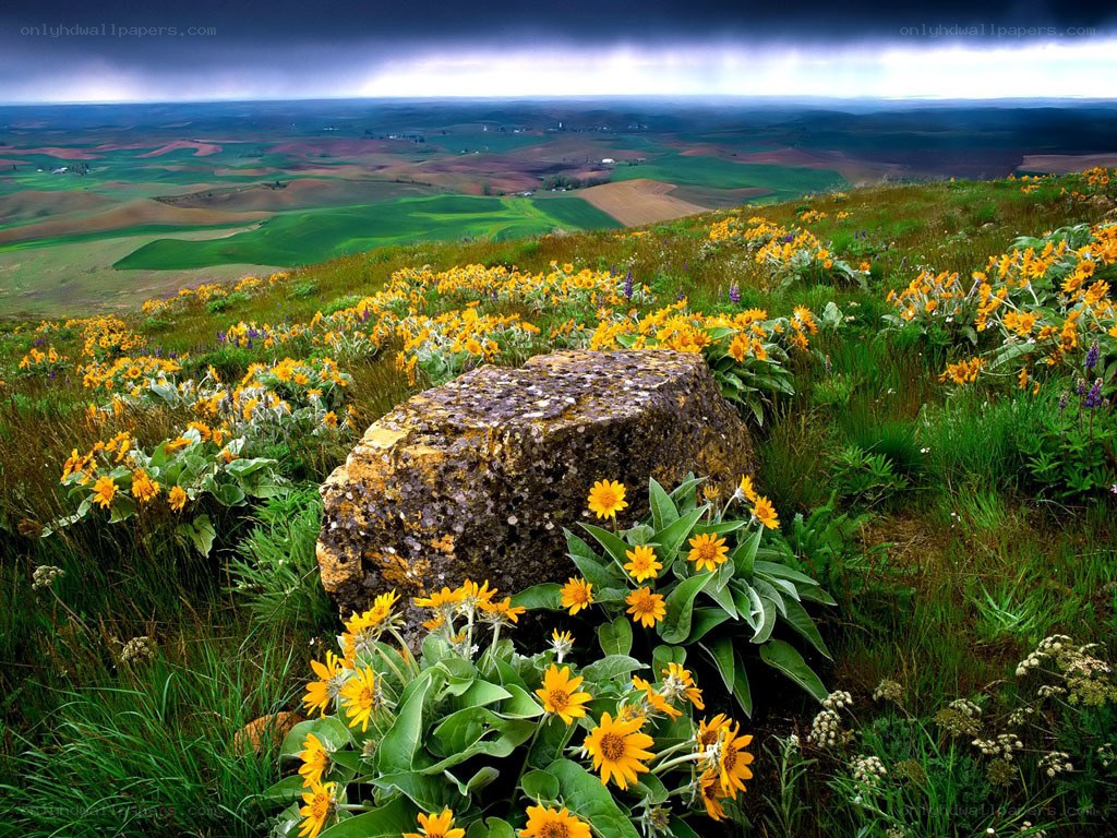 Flowers on a hillside under stormy sky
