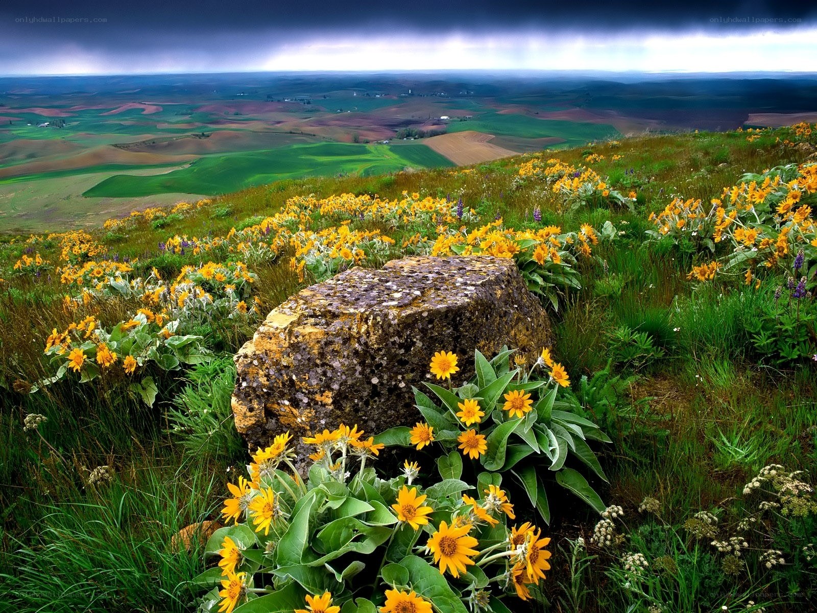 Flowers on a hillside with stormy sky