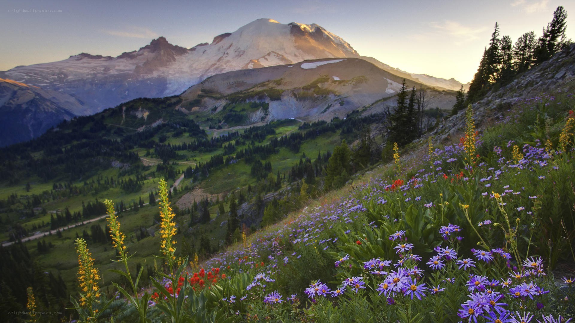 Flowers on a mountain slope