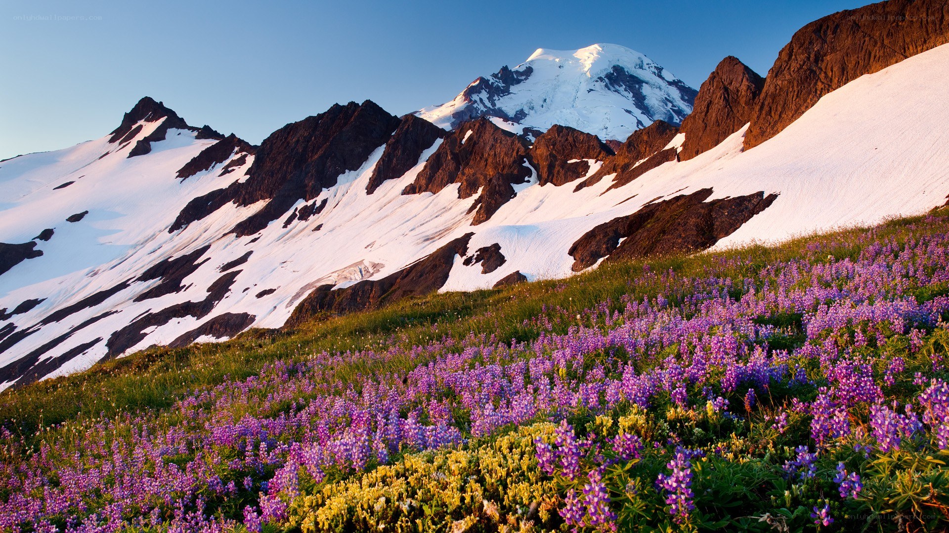 Flowers on a mountain slope