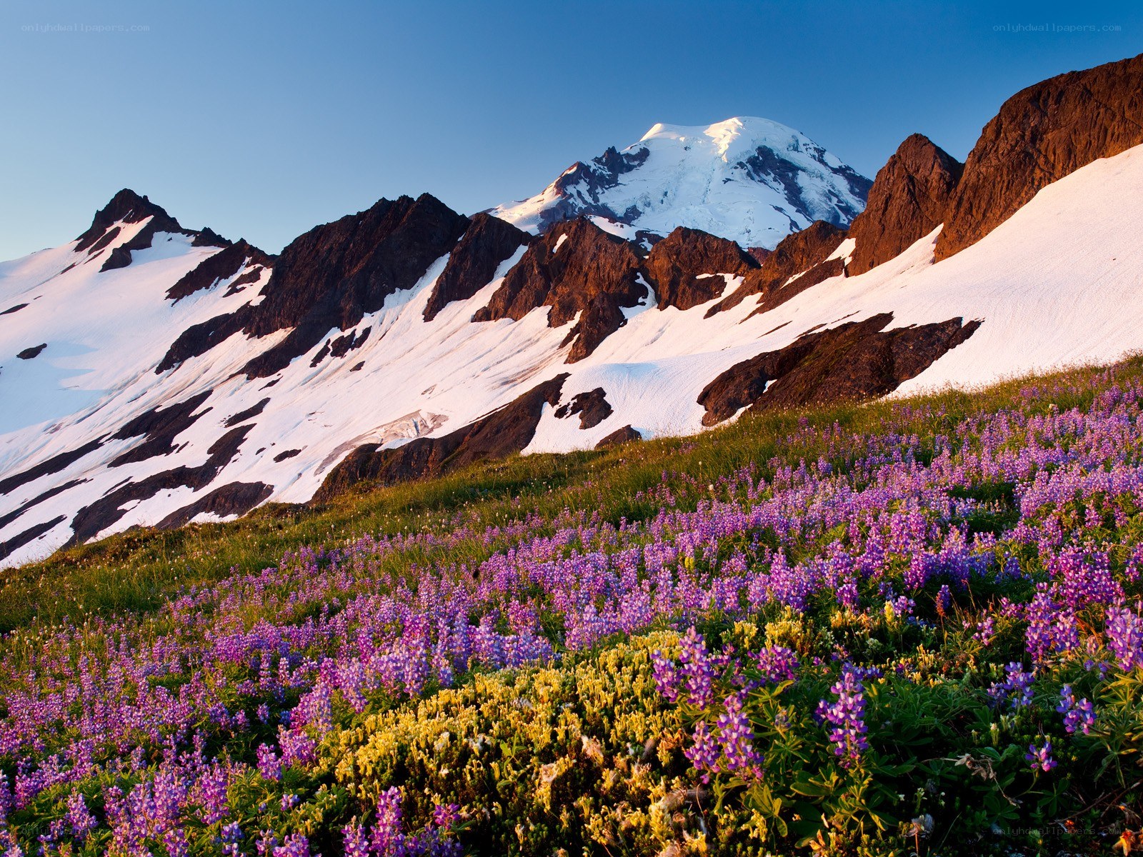 Flowers on a mountain slope