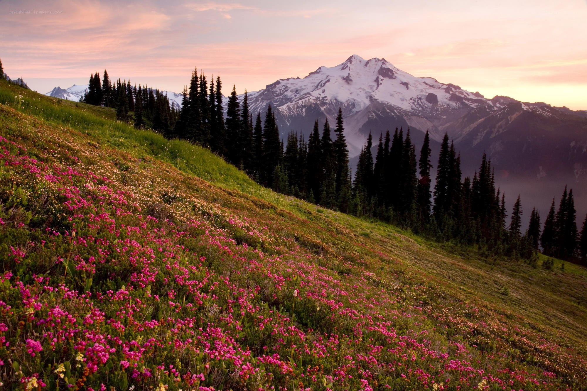 Flowers on a mountain slope