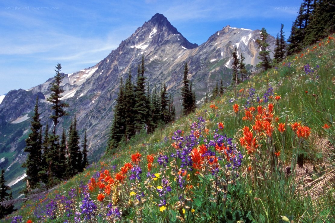 Flowers on a mountain slope