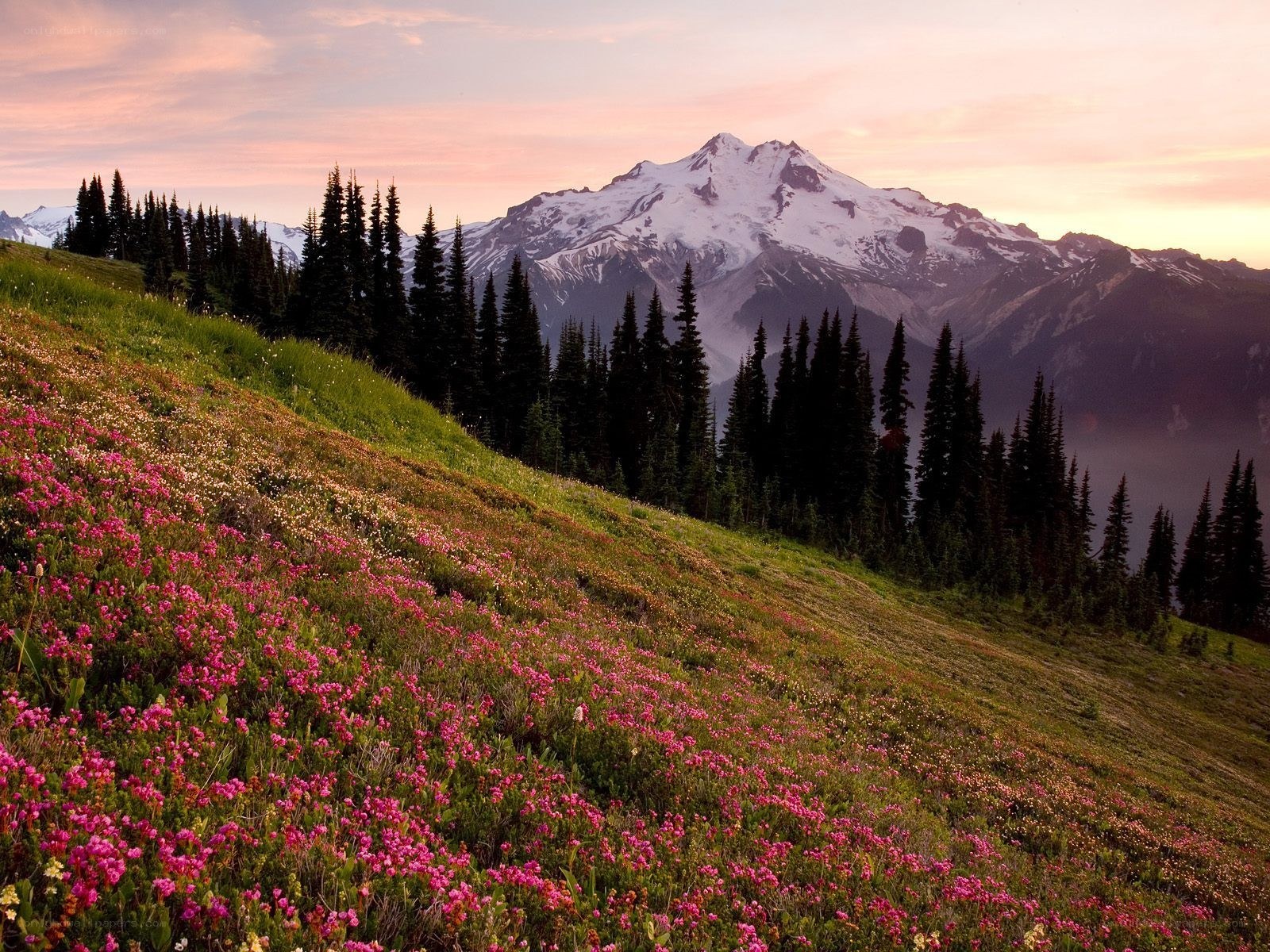 Flowers on a mountain slope