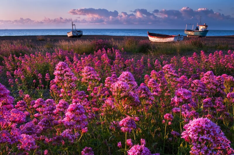 Flowers on a pebble beach
