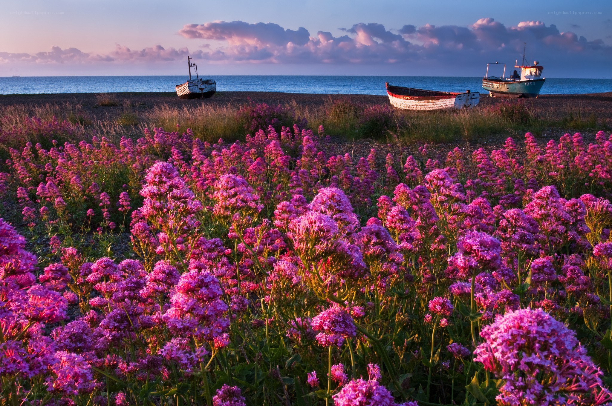 Flowers on a pebble beach