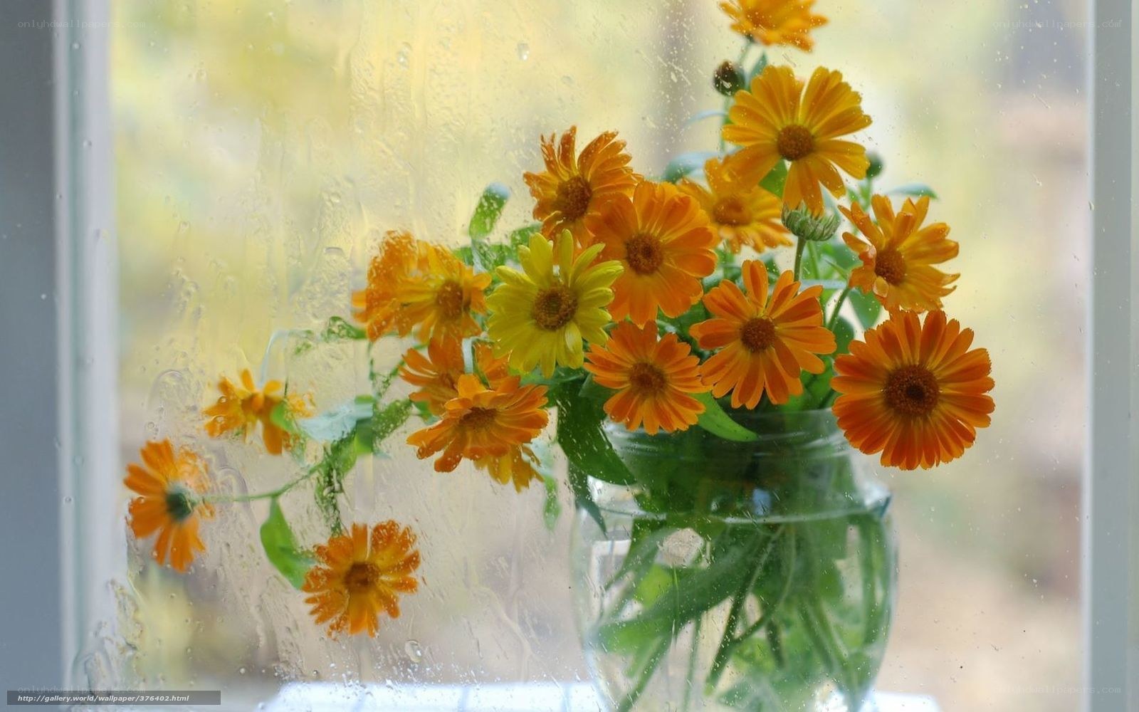 flowers on a rainy window