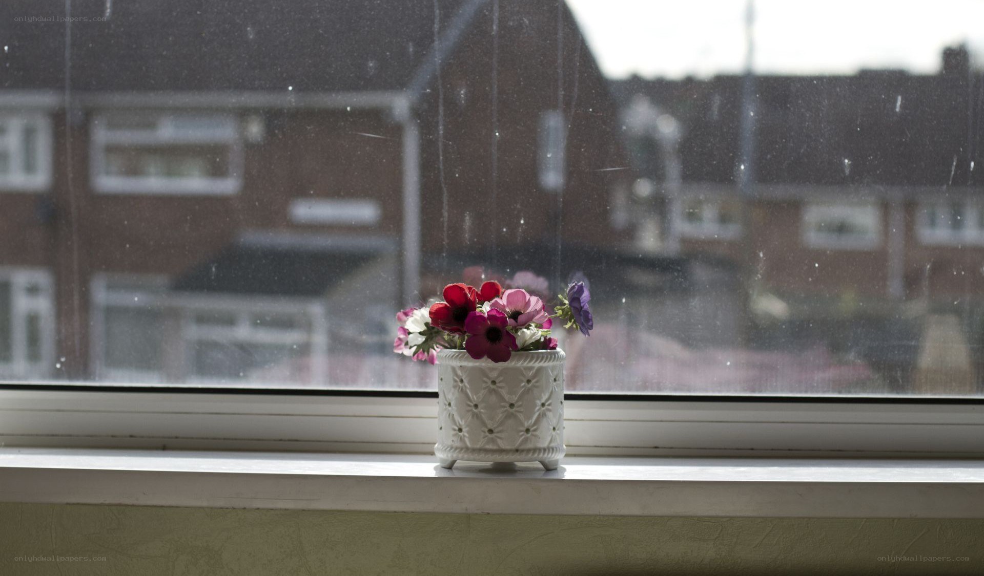 Flowers on a rainy windowsill