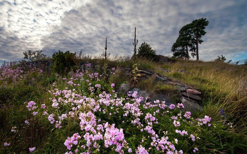 Flowers on a rocky hillside