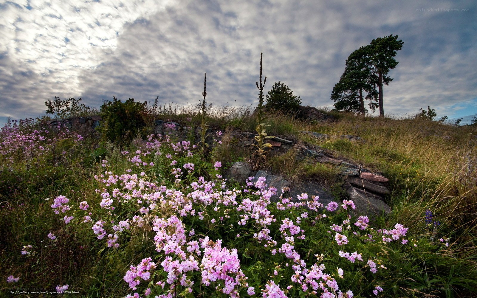 Flowers on a rocky hillside