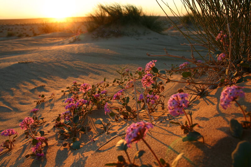 Flowers on a sand dune at sunset