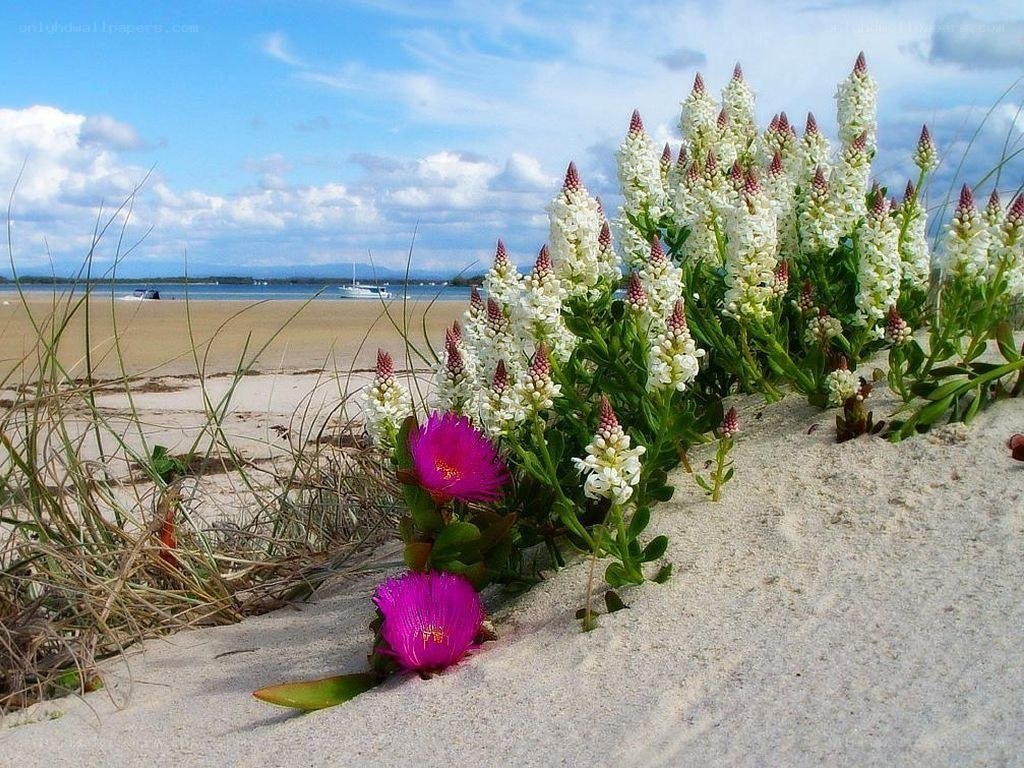 flowers on a sandy beach